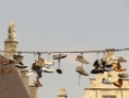 /album/gand/gand3-jpg/